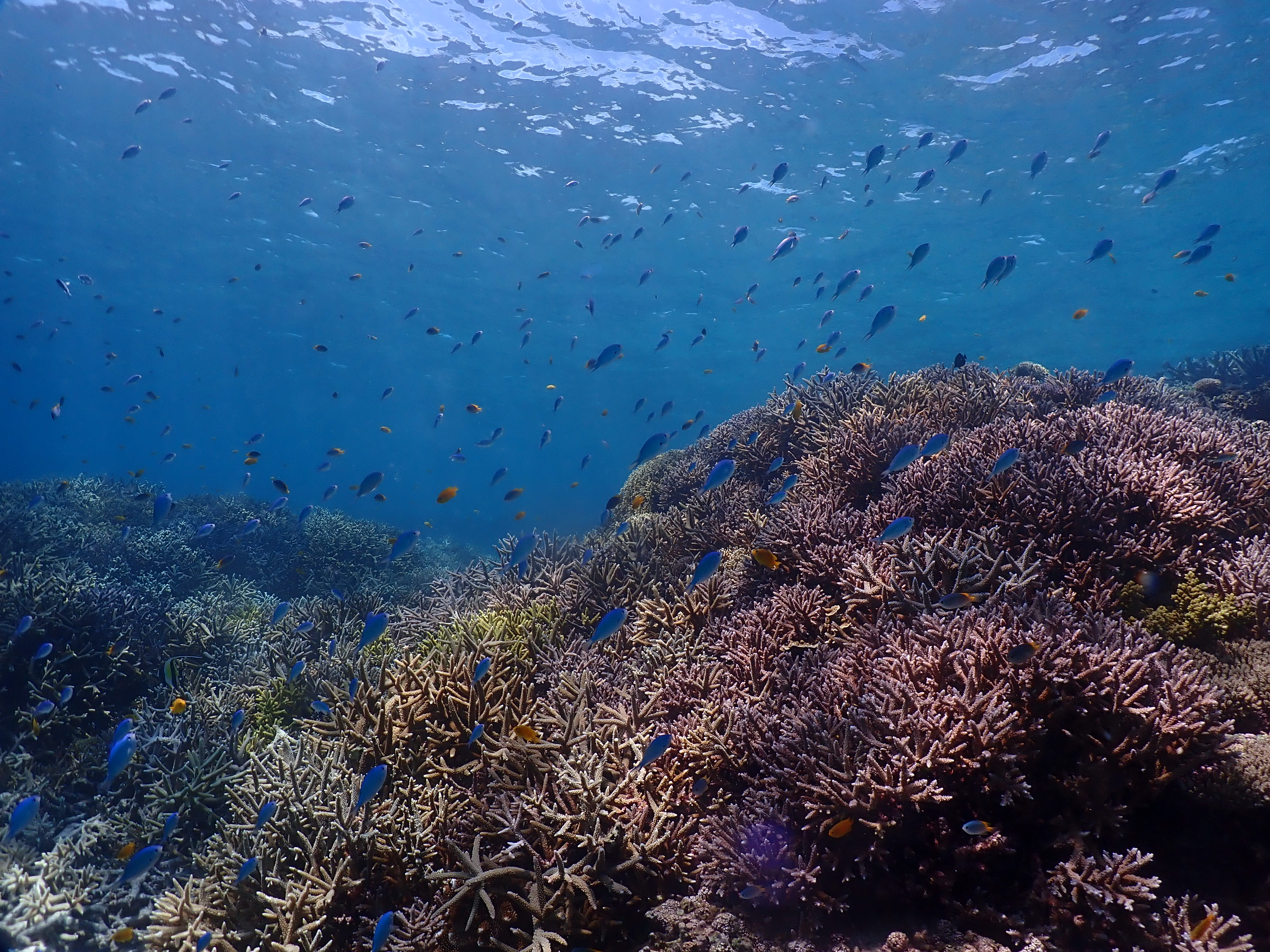 宮古島の美しい珊瑚礁 - カラフルな魚と色鮮やかなサンゴが広がる海中世界